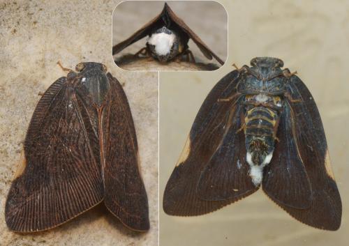 Pochazia shantungensis